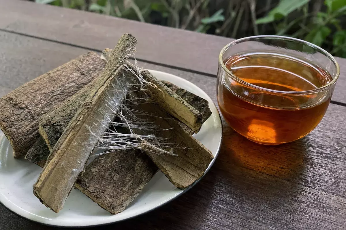 杜仲樹皮與杜仲茶，可見杜仲膠絲